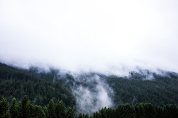 Austria - Feldkirch - fog in the spurce woods