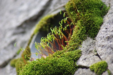 ハリガネゴケ　thread-moss