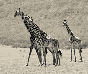 Maasai giraffes in Crater Ngorongoro - Tanzania (stylized retro)