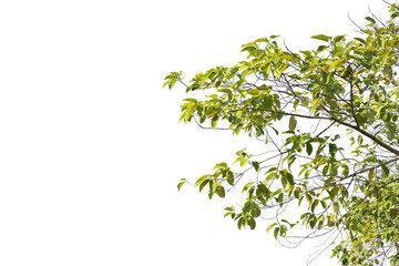 Ivy green with leaf on concrete white background
