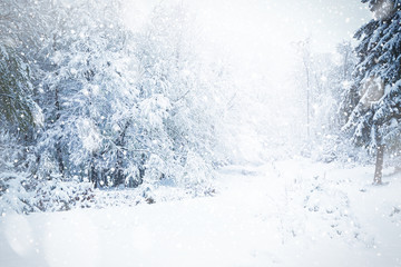 Beautiful winter landscape during snow storm - obrazy, fototapety, plakaty