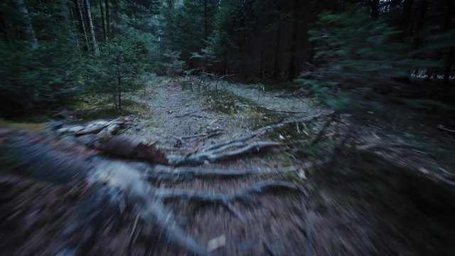 steadicam shot through dark forest