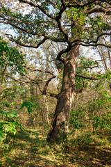 Old big tree in park