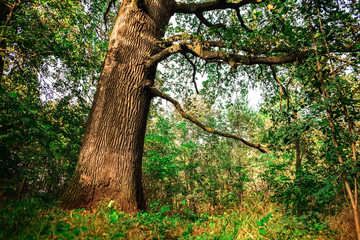 Naklejka premium Old big tree in park