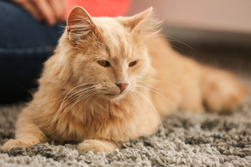 Cute cat lying on carpet at home, close up view