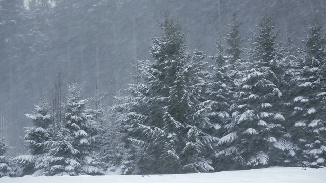 static shot of a forest in winter while snowing