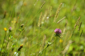 sunny meadow with flowers and green grass