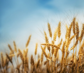 Fototapeta premium Wheat field, shallow depth of field