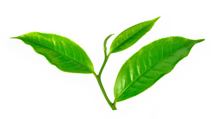 green tea leaf isolated on white background