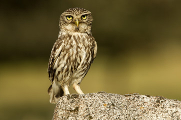 Adult male of Little owl. Athene noctua
