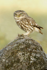 Adult female of Little owl hunting a grasshopper. Athene noctua