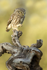 Little owl . Athene noctua
