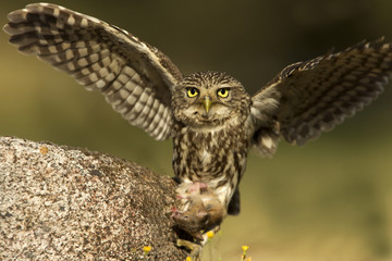 Female of Little owl hunting a mouse. Athene noctua