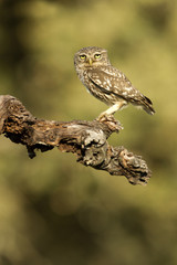 Adult female of Little owl. Athene noctua