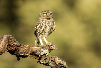 Female of Little owl . Athene noctua