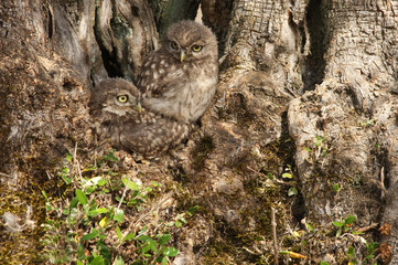 Two Little owl chicks in the nest. Athene noctua