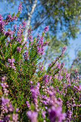 Obraz premium sunny meadow with flowers and green grass