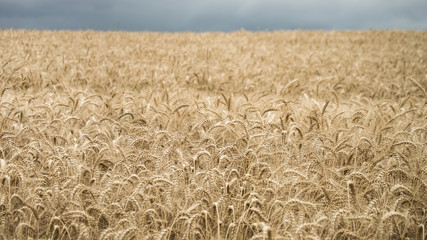 sunny meadow with flowers and green grass