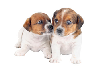 Two Puppies Playing Isolated On White Background