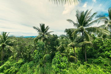Fototapeta na wymiar Palm trees on the slope.