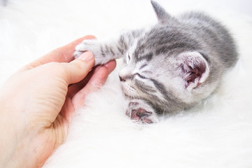 Baby striped kitten asleep stroking the hand of man