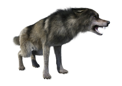 Fototapeta 3D Rendering Gray Wolf on White