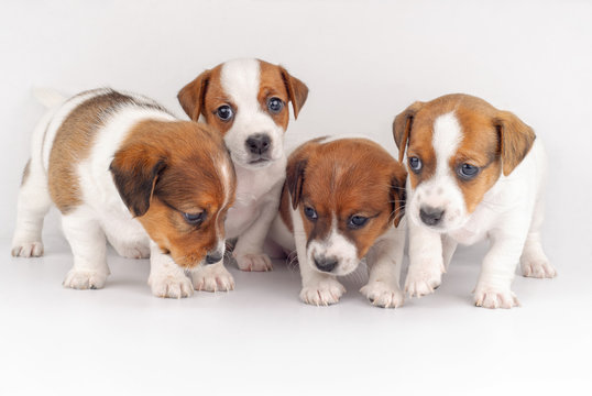 Four Cute Puppies Posing on White Background