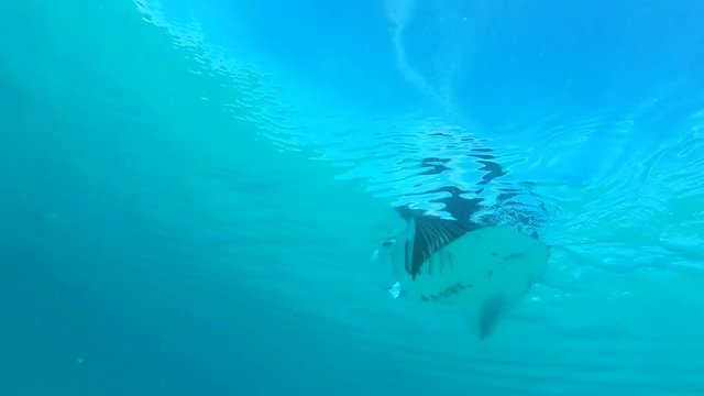Raie manta de r&eacute;cif dans le lagon de Mayotte
