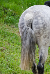 The tail of a racehorse with a pigtail. The rear part of a gray horse on a background of green...