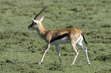 Gazelle de Thomson, Gazella thomsonii, Parc national du Serengeti, Tanzanie