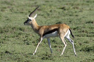 Naklejka na ściany i meble Gazelle de Thomson, Gazella thomsonii, Parc national du Serengeti, Tanzanie