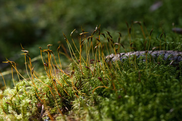 Mousse en forêt