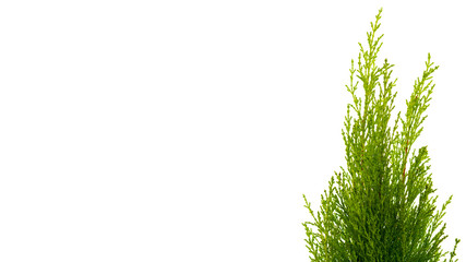 coniferous green branch  tree on a white background, with copy space for text