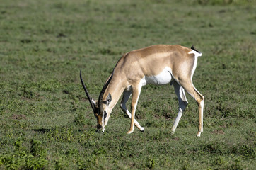 Gazelle de Grant, Nanger granti, parc national du Serengeti, Tanzanie