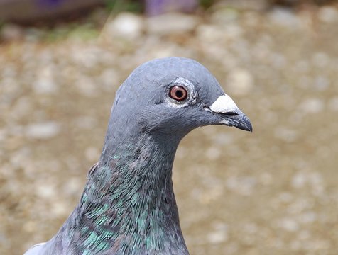 Pigeon closeup in the park