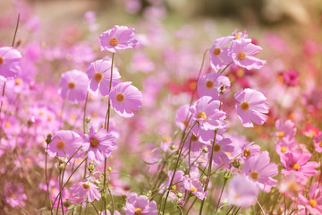 Pastel cosmos flower in sunshine