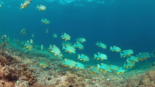 Sailfin and Blubberlip Snapper on a colorful coral reef. 4k footage