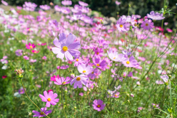 cosmos flower in sunshine, Rayong, Thailand