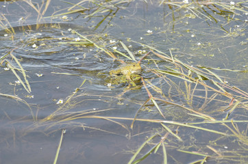 Pelophylax perezi. Frogs reproduction at the pond, between aquatic plants and white flowers, in spring time. Sunny day. Soft focus.