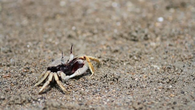 crab on the beach
