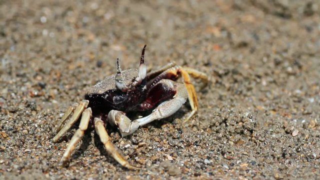 crab on the beach close up
