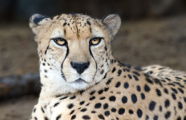 Cheetah:  Mild edit with NR