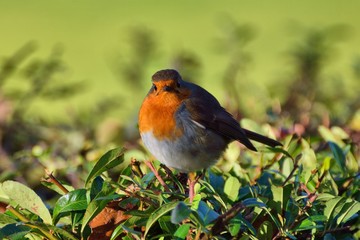 Fat robin in a hedge