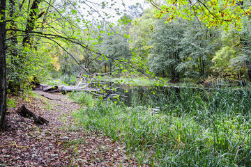 лесное озеро