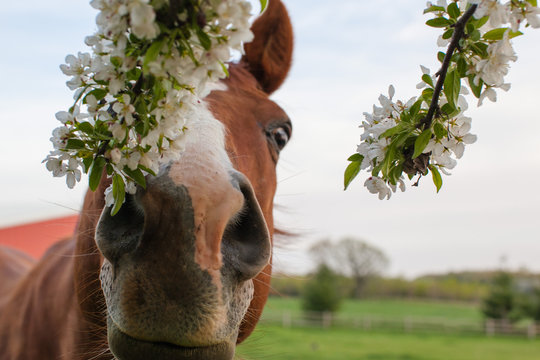 Fototapeta A chestnut Thoroughbred horse sniffing a blooming crab apple tree.