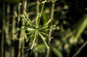 bamboo flower