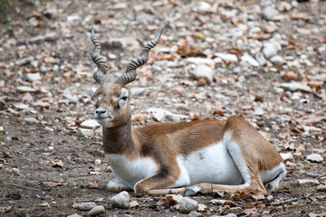 Blackbuck or Indian antelope resting on the ground.
