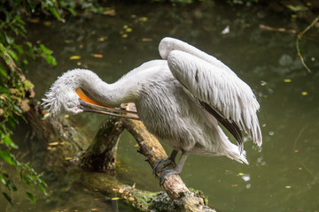 Dalmatian pelican perched on a log cleaning its feathers