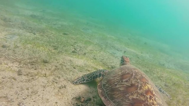 Tortue verte marine sur la plage de Ngouja