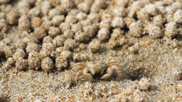 skittish crab rolls balls of sand close up
